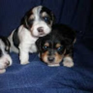 Meet your Posher, Barbara